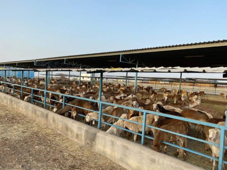 Oman imports over 289,000 livestock to meet meat demand