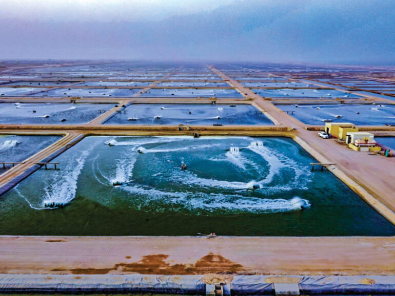 Oman fisheries sector records strong growth