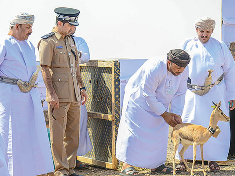 Environment Authorit of Oman launches gazelle rehabilitation project