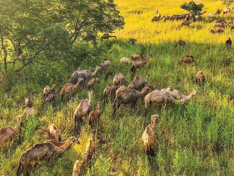 Oman to open first camel cheese plant in Dhofar