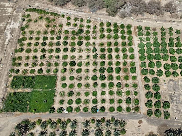 Omani farmer’s fig venture bears fruit in Mahdha