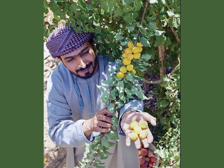 Farmer turns Jabal Shams village into fruit haven with 32 varieties
