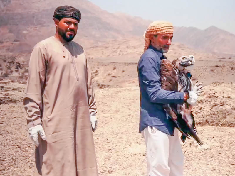 Endangered vulture rehabilitated at Wadi Sireen Nature Reserve