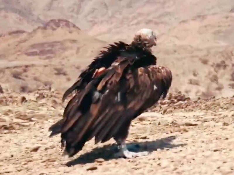 Endangered vulture rehabilitated at Wadi Sireen Nature Reserve