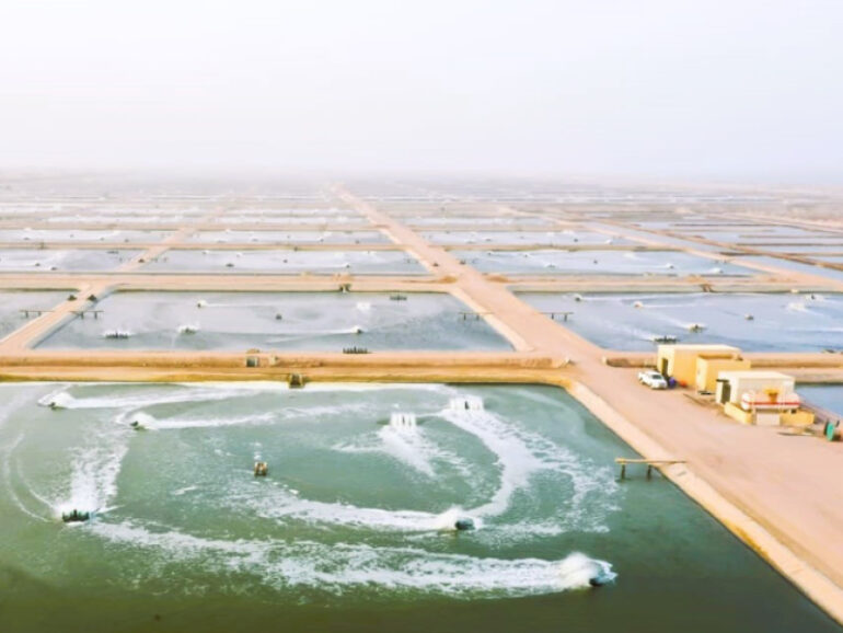 24 integrated aquaculture farms granted licences in Oma in 2024