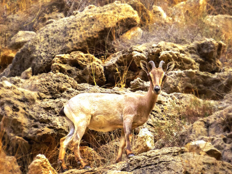 What will make Oman’s nature reserves major tourist draws?