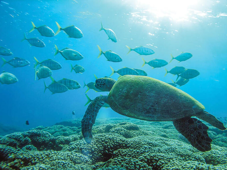 Oman to observe World Oceans Day