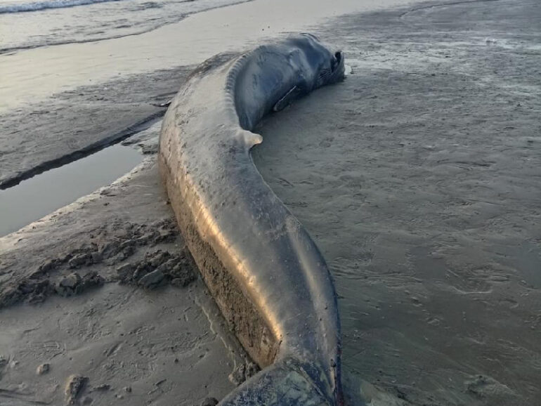 Stranded blue whale rescued in Shinas