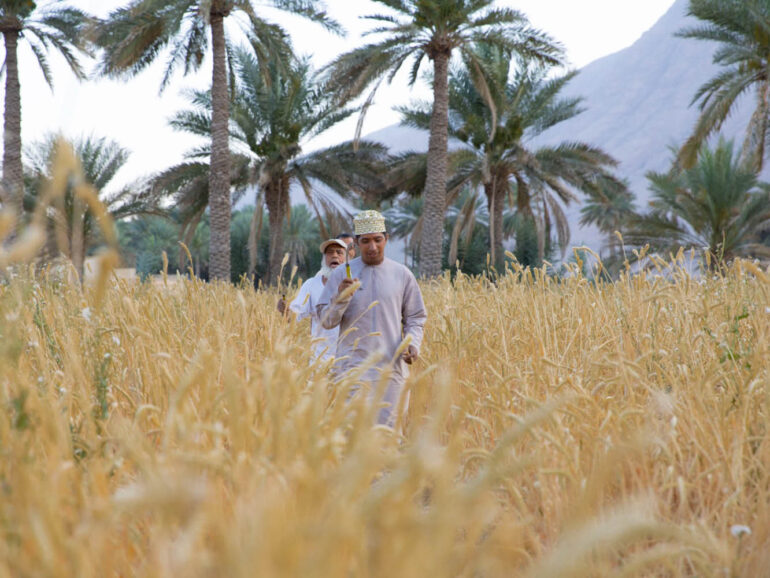 Oman Flour Mills Company launches new flour made entirely from Omani wheat