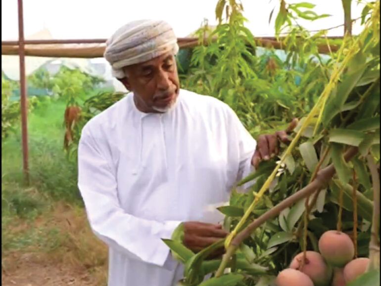 Musannah farmer finds sweet success with mango plantation