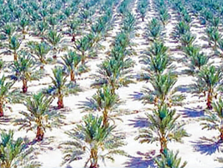 Oman announces new agricultural projects for Dhahirah