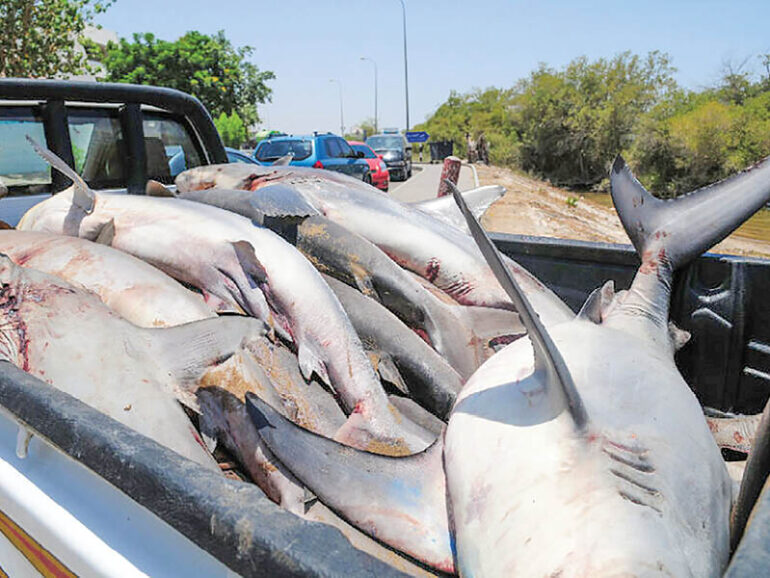 Oman suspends shark trading amid population concerns