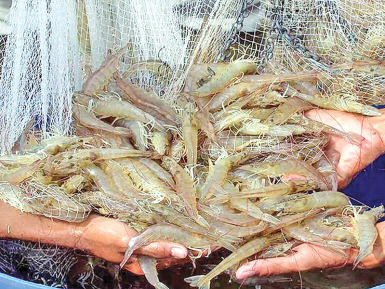 Three-month shrimp fishing season to begin in Oman on Sept 1