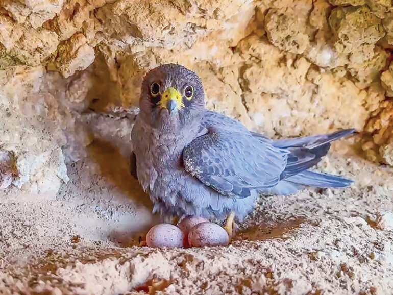 Sooty falcon survey records new nesting sites in Oman
