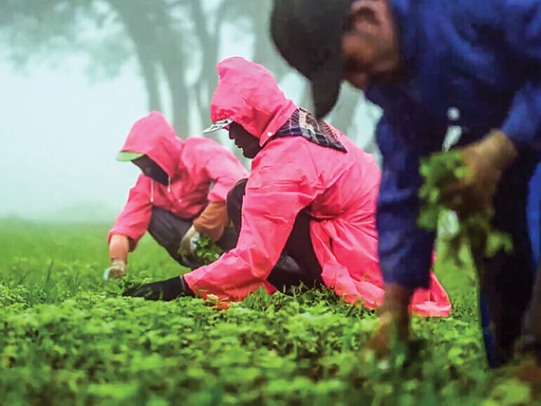 Oman charts national plan to combat invasive parthenium
