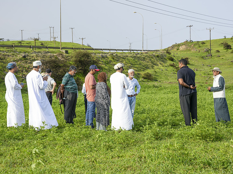 Oman charts national plan to combat invasive parthenium