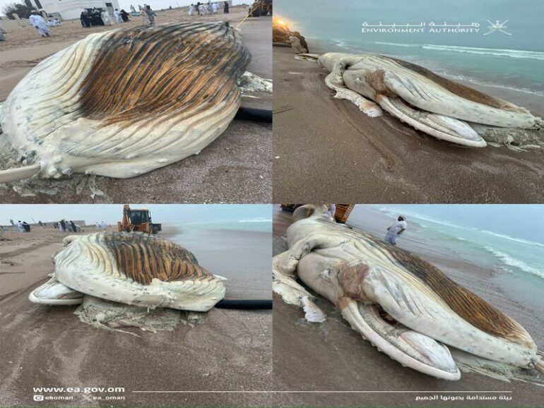 Whale entanglement in Ocean