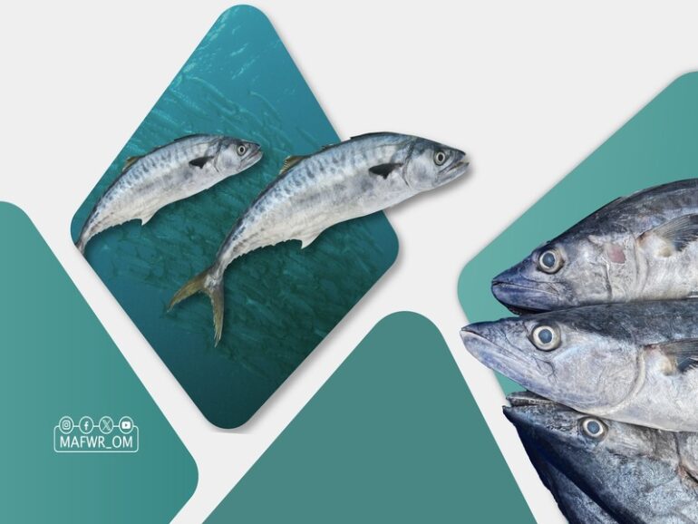 kingfish-ban MAFWR imposes two-month ban on fishing & trading of Kingfish