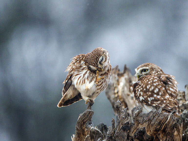 Survey launched to record owl species in Buraimi