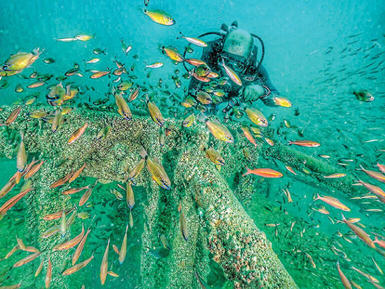 MAFWR invites bids to set up artificial coral farm in Sur