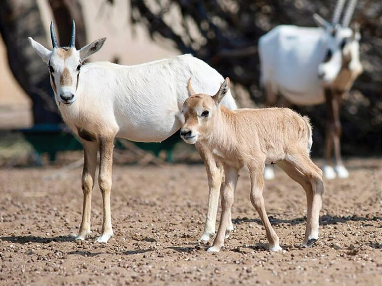 EA invites bids to develop ecotourism in Barka Biodiversity Centre