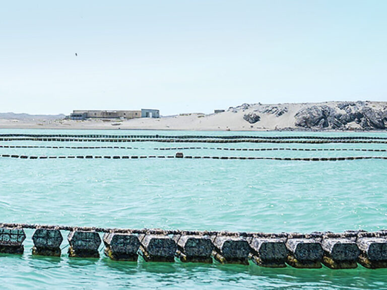 First oyster farm launched in Masirah