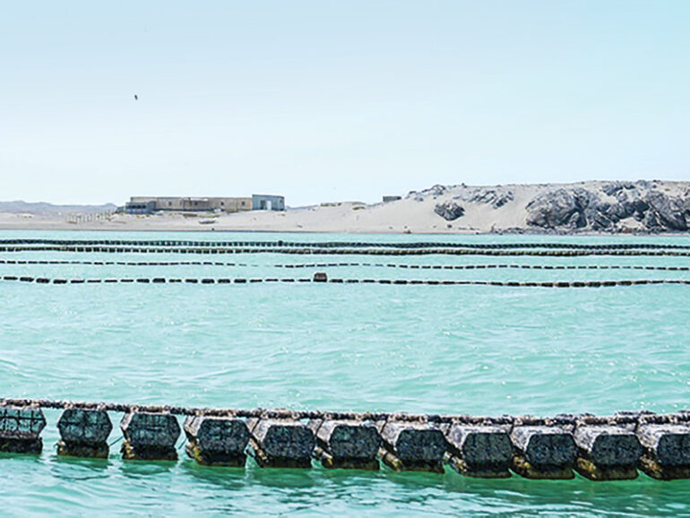First oyster farm launched in Masirah