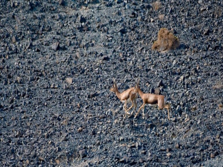 Arabian gazelles sighted during national biodiversity survey