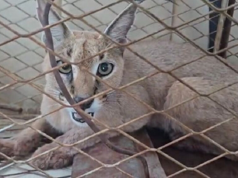 EA returns rehabilitated Arabian caracal to wild in Musandam