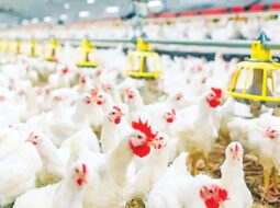 MAFWR bans poultry, livestock imports from Portugal, Egypt
