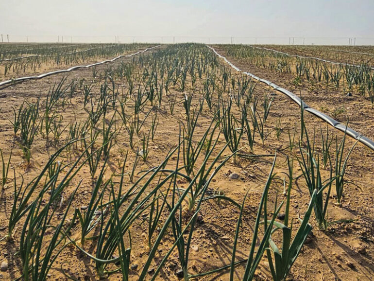 Two new onion projects to boost Oman’s food security