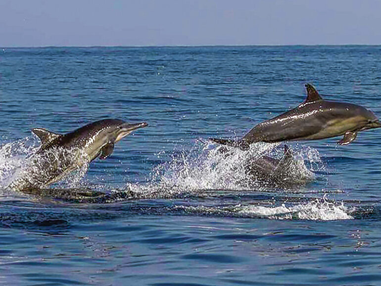 Final phase of marine mammal survey begins in Musandam