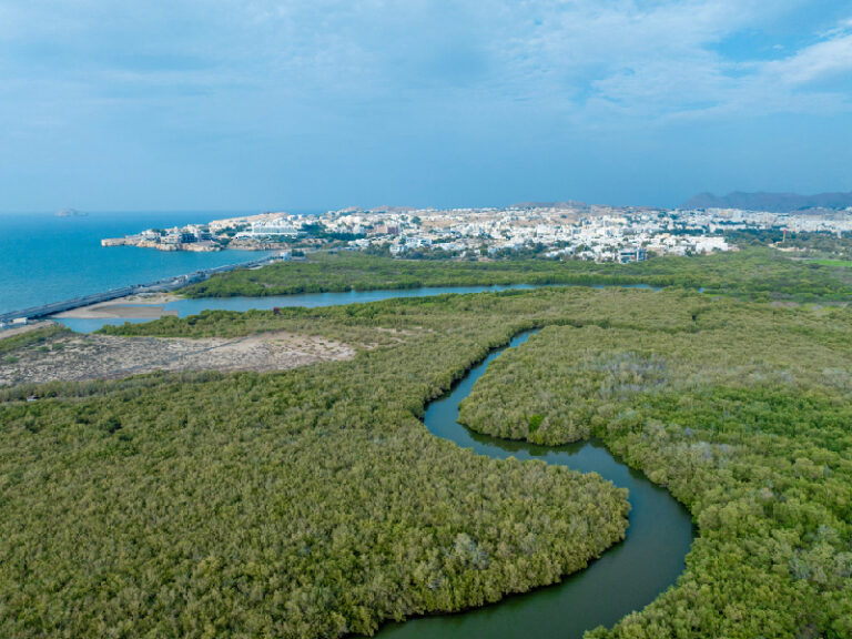 Oman records 71% rise in vegetation cover in 2024