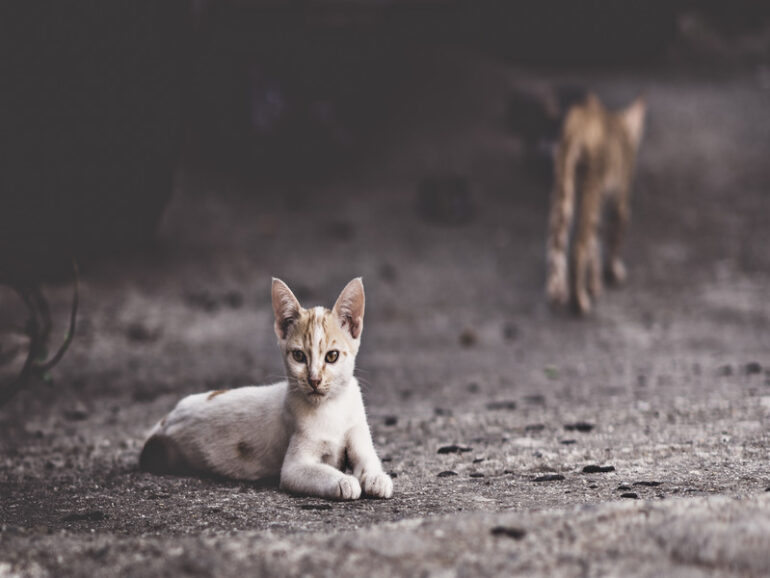 Dhahirah announces call for service providers to capture stray animals