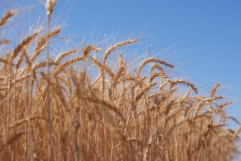 MAFWR distributes 15 tonnes of wheat seeds to Dhahirah farmers