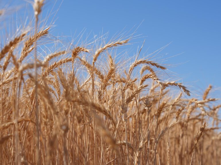 MAFWR distributes 15 tonnes of wheat seeds to Dhahirah farmers