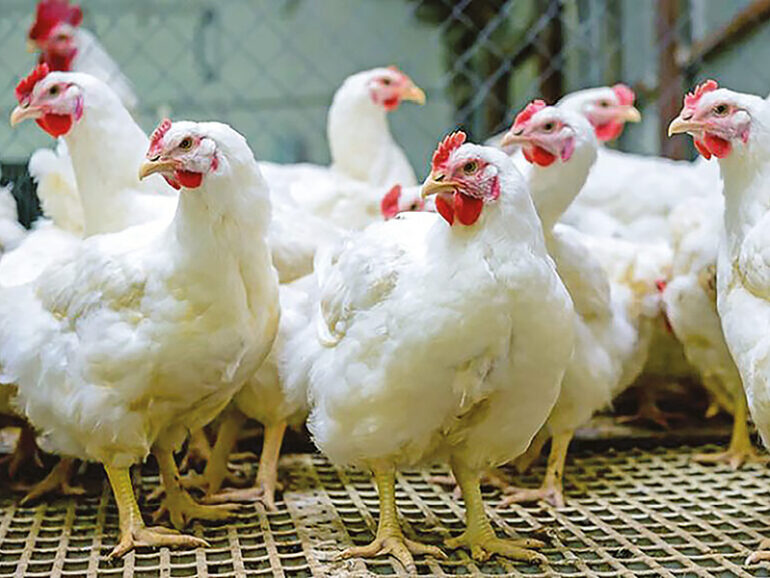 Oman bans import of poultry from several European regions