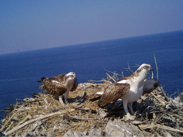 45 osprey nests recorded in Musandam survey
