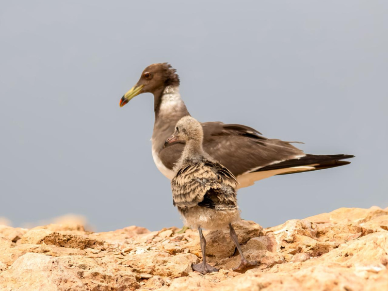 EA marks Gulf Wildlife Day