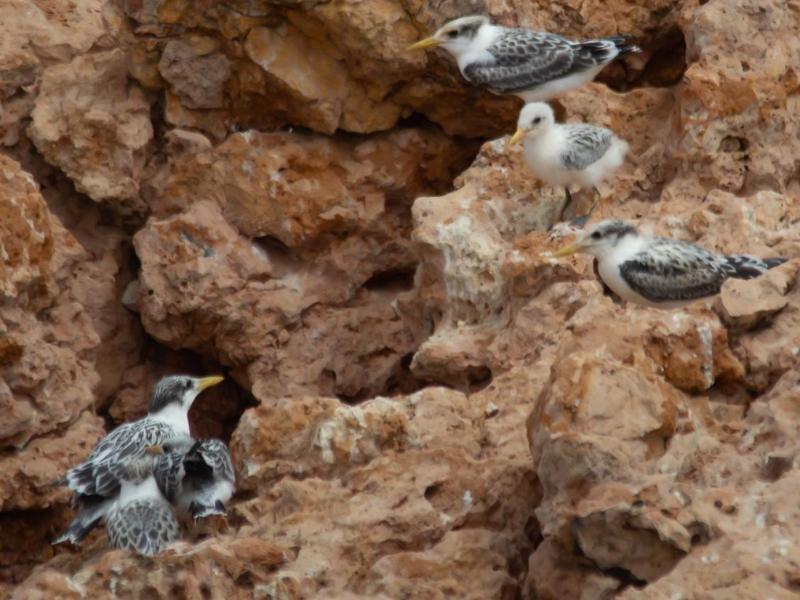 EA marks Gulf Wildlife Day