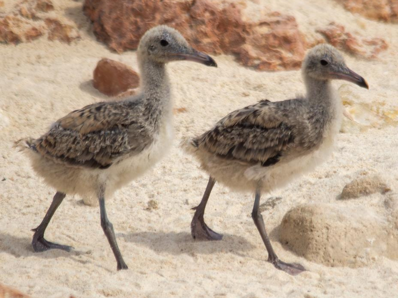 EA marks Gulf Wildlife Day