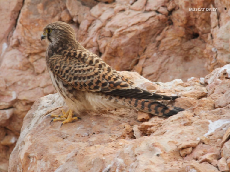 EA marks Gulf Wildlife Day