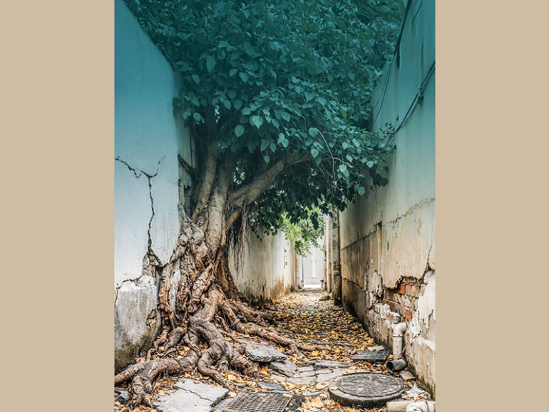 Muscat Municipality warns against unplanned tree planting in residential areas