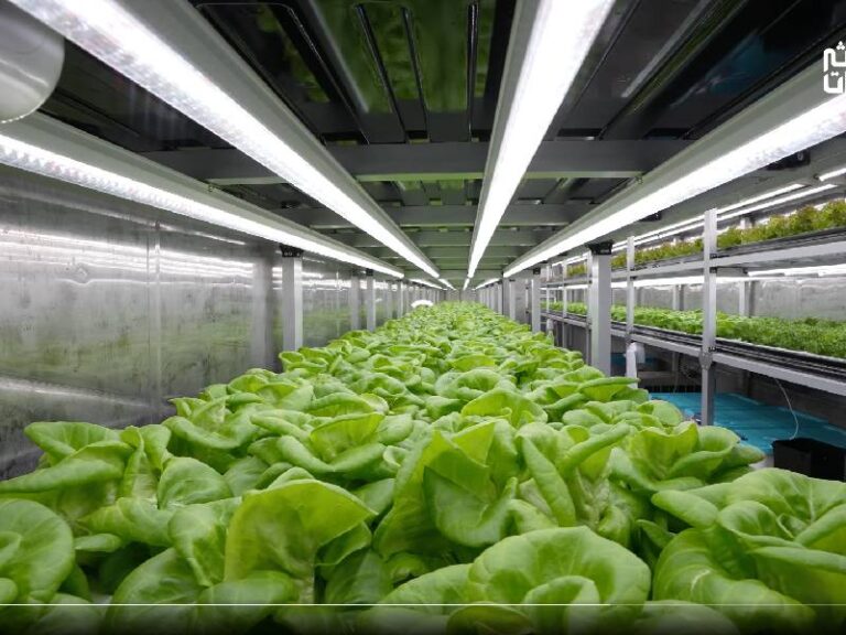 New vertical farming initiative set to transform agri sector