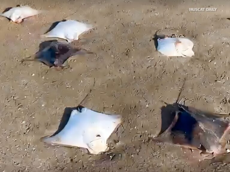 clarification on marine life sightings at Qurum Beach