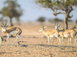EA highlights Reem gazelle conservation efforts