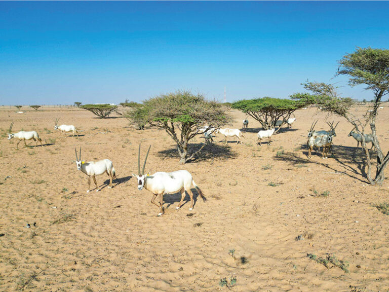 EA sets new controls to keep Oman's nature reserves tourism-ready