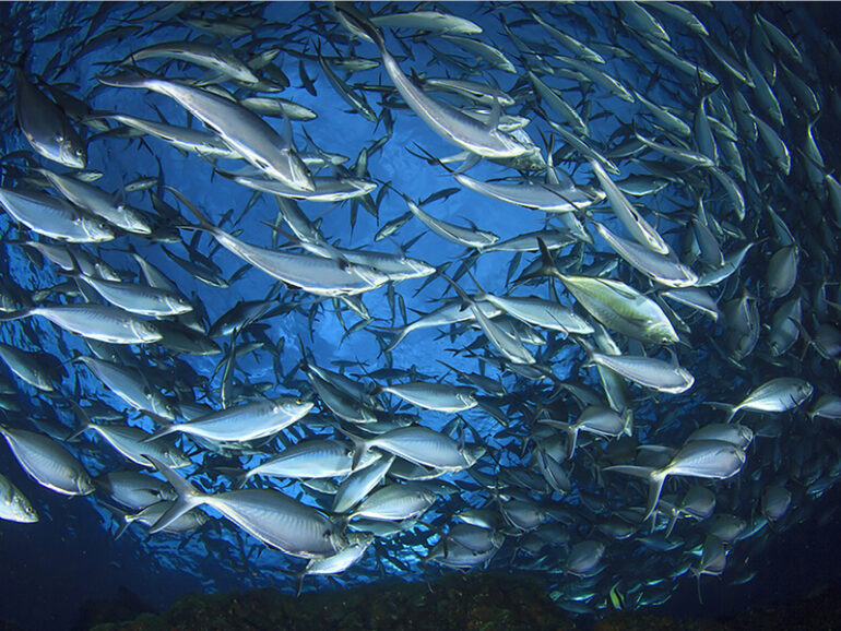 MAFWR, FAO to launch survey to safeguard marine resources