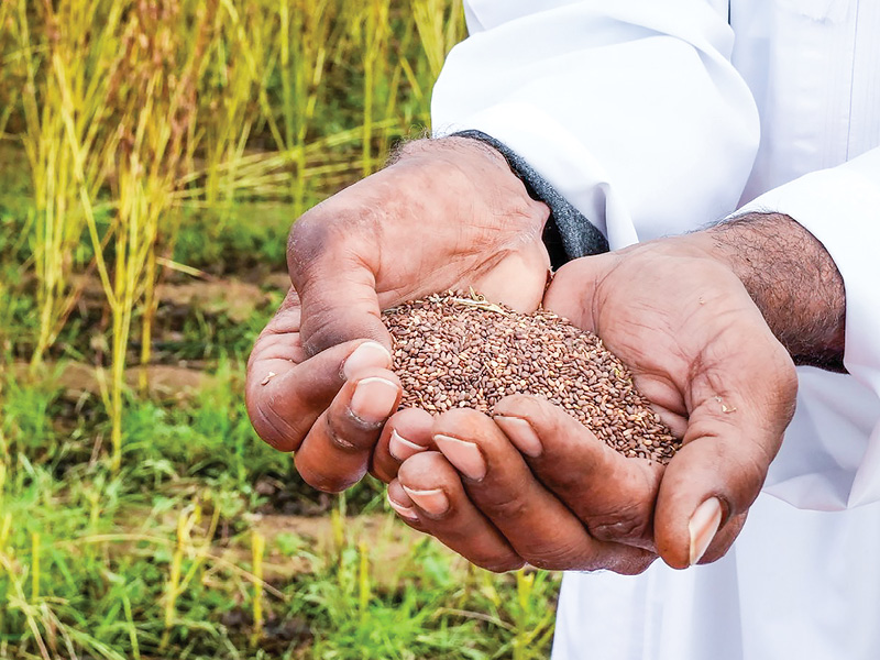 Suwaiq farmer’s sesame harvest sparks interest in high-value crop