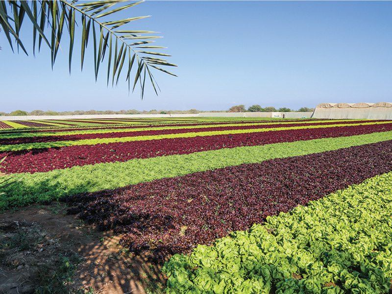 New push to put Omani produce first